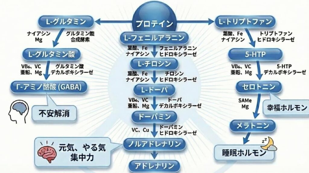 メンタルに作用するアミノ酸