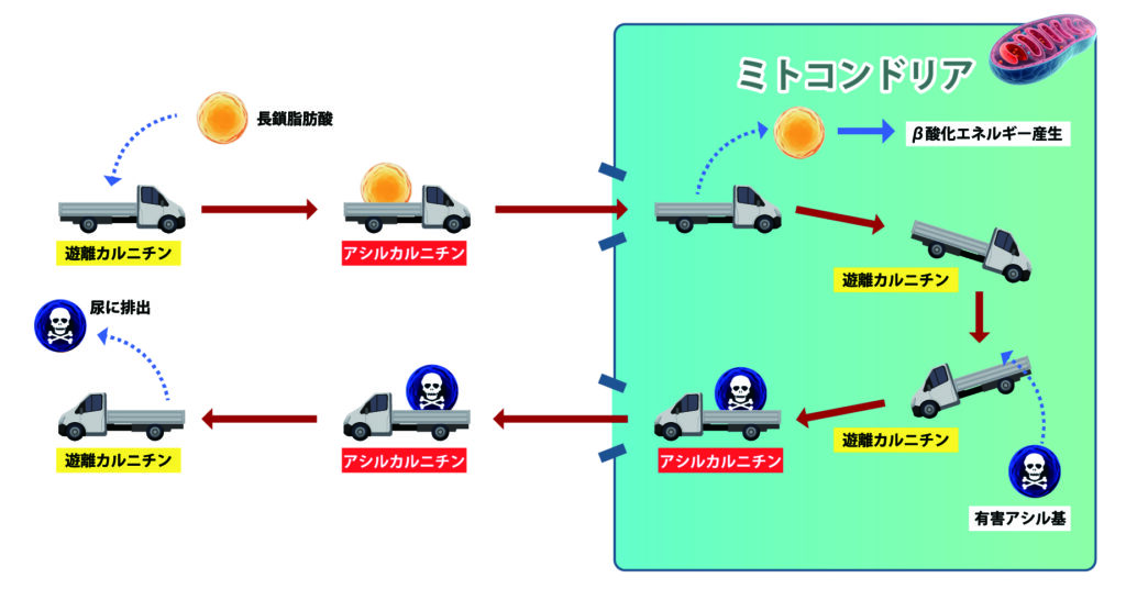 カルニチンシャトル